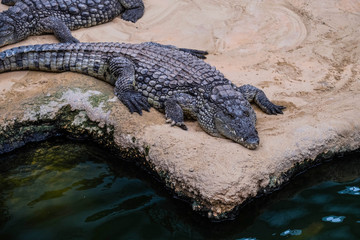 Crocodile