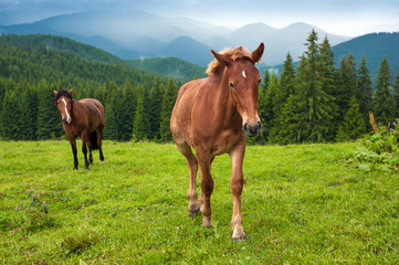 Obraz premium Grazing horse at high-land pasture at Carpathian Mountains after rain. Picture of beautiful green pasture on a background of mountains.