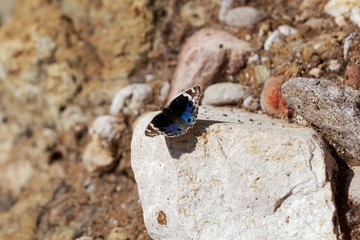 Blue Pansy butterfly (Junonia orithya)