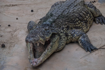 Obraz premium Crocodile with open mouth