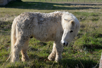 Fototapeta premium Poney