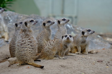 meerkats on a rock