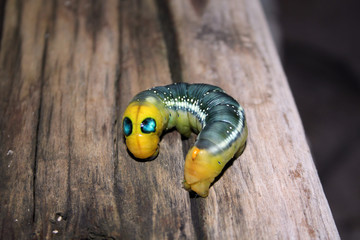 Interesting caterpillar