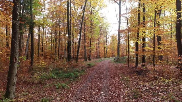Foret automnale