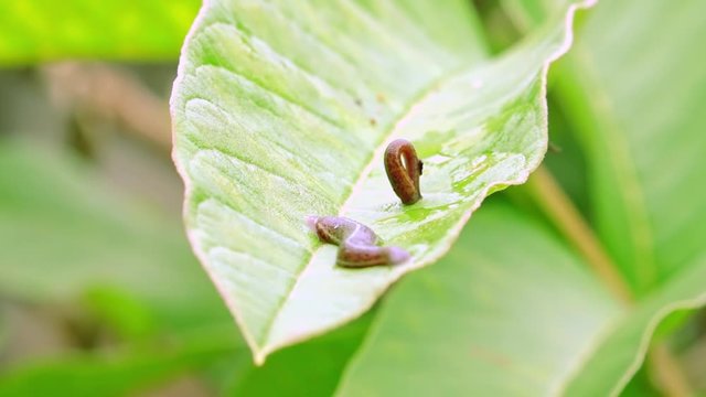 Pair of leeches squirm on wet smooth leaf and one another clings to bottom part of it. Terrestrial annelid worms wriggling on green foliage of exotic plant. Camera stays still. Slow motion video.