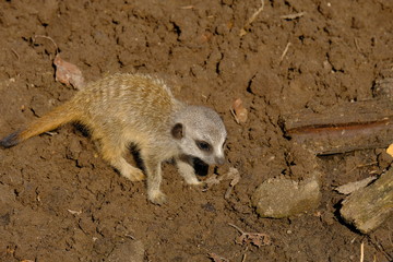 Obraz premium meerkat searching food 