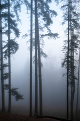 mystery sunrise in a foggy forest