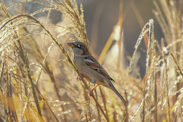 Spatz im Schilf