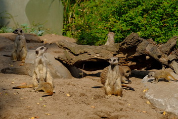 meerkats on guard