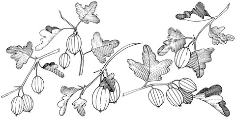Vector. Black and white engraved ink art. Isolated gooseberry il