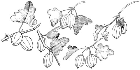 Vector. Black and white engraved ink art. Isolated gooseberry il