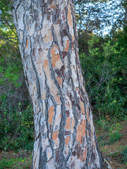 Tronc du pin parasol (pinus pinea)