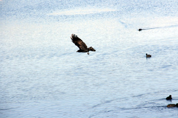 Une corneille en plein vole
