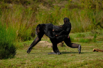 monkey with baby in wild nature, chimpanzee