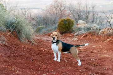 Hunting dog, of the beagle breed in the field at sunset