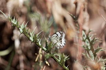Caper White butterfly (Belenois aurota aurota)