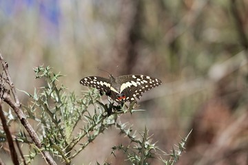  Citrus shallowtail butterfly (Papilio demodocus)