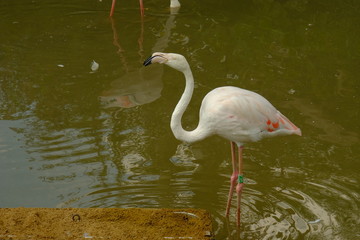 flamingo in water