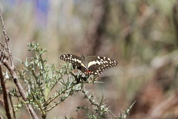  Citrus shallowtail butterfly (Papilio demodocus)