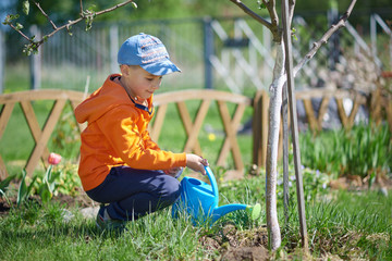 European boy is cultivating the little tree in the garden. He is watering it. © Artem