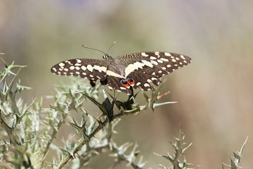  Citrus shallowtail butterfly (Papilio demodocus)