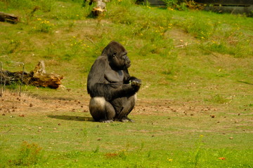 Gorilla, green nature, big monkey