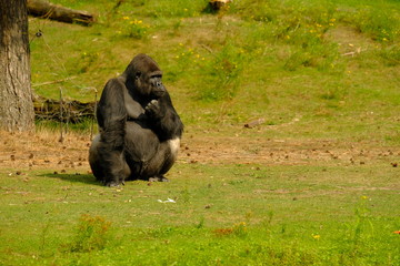 Gorilla, green nature, big monkey