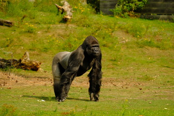 Gorilla, green nature, big monkey