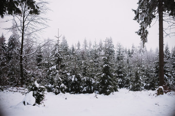 snow and ice in the forest, Winter background
