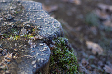 Baumstumpf gefroren
