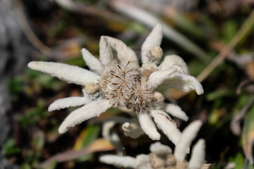 White Edelweiss flower in Slovenian alps