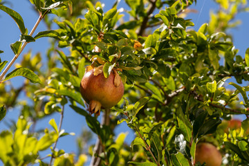Granatäpfel am Baum