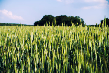 close up on grain in the field
