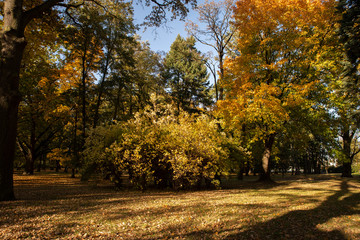 path in the park, golden tree, autumn theme