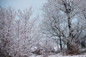 close up on tree covered by the snow. winter background