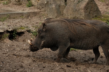 Common warthog on a close up horizontal picture. A common african pig species with large teeth observed often in safari