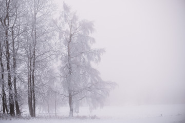 Fototapeta na wymiar snow in the forest with fog, winter background