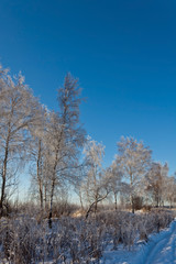 Frozen trees under blue sky