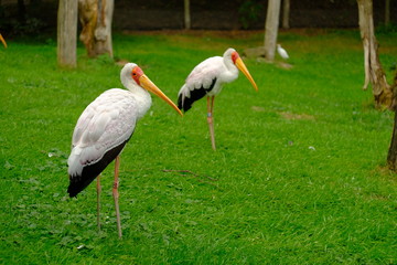 stork on green grass