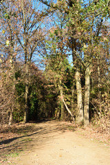 Fototapeta na wymiar bäume in botanischem garten in köln rodenkirchen