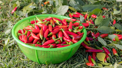Fresh picked chilli's