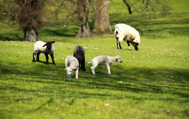 Fototapeta na wymiar Spring lambs grazing in a field