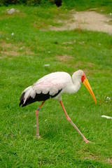 white stork on green grass