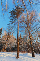 Winter forest under blue sky