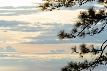 Beautiful nature landscape of silhouette the pine (Kesiya) tree on sky in the morning atmosphere of winter during sunrise background