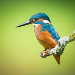 Posing Kingfisher