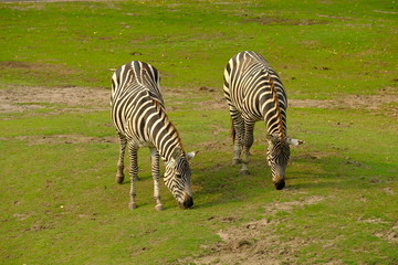 Fototapeta na wymiar two zebras in park