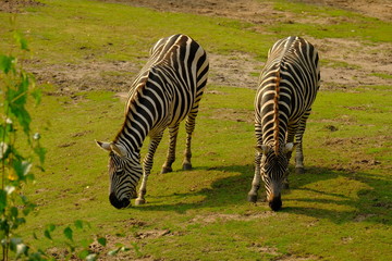 two zebras in nature