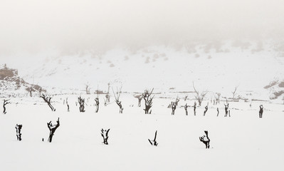 Dead trees covered with snow, located in the dry bed of the Luna reservoir, in León, Spain. Fog covers the snowed mountains. Apocalyptic landscape