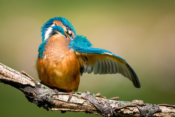 Preening Kingfisher